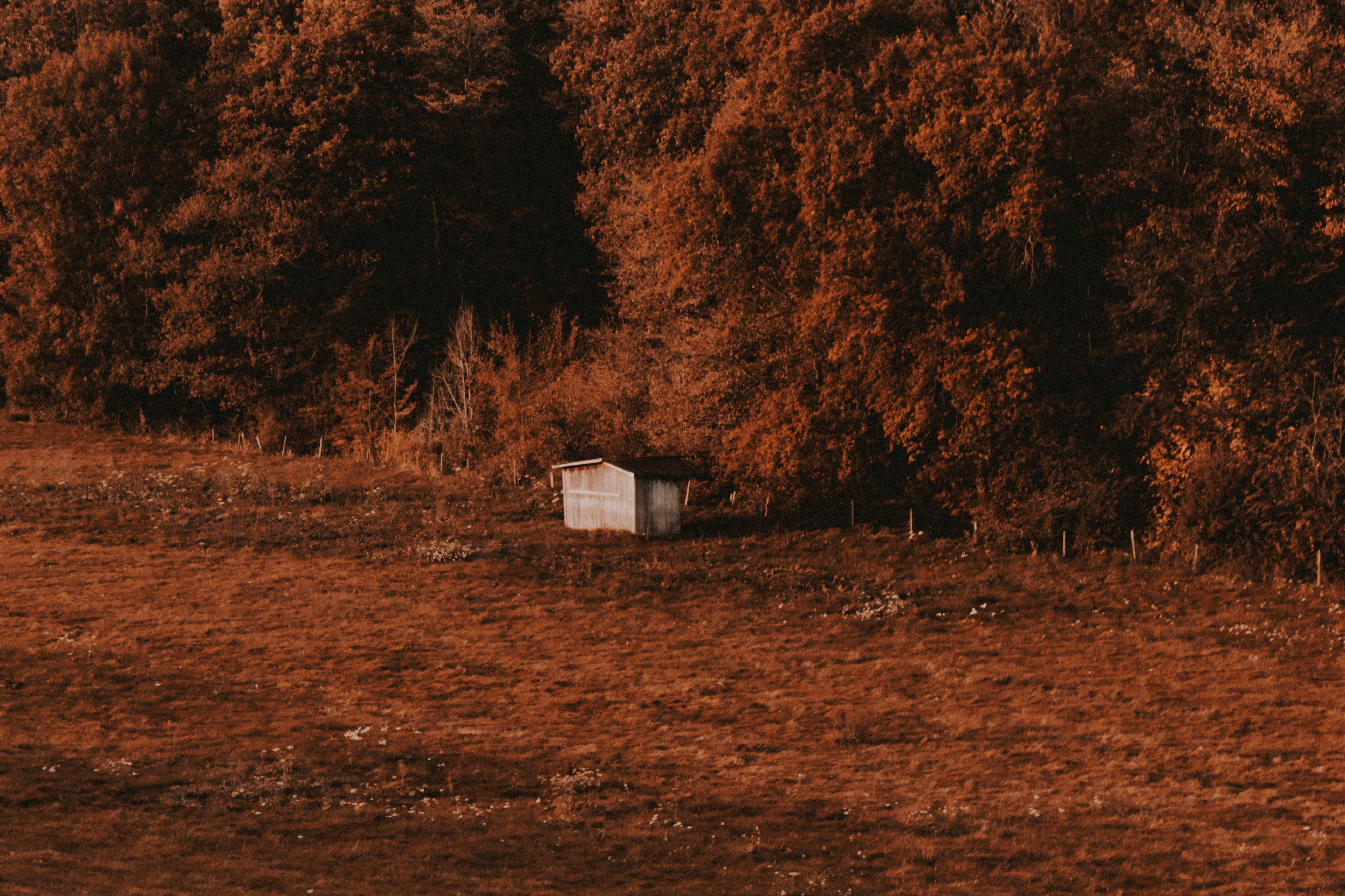 Red Rose Amish Shed