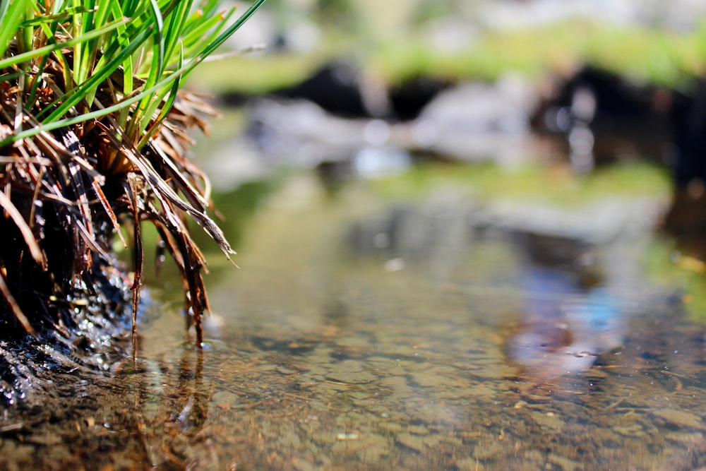 grass near body of water