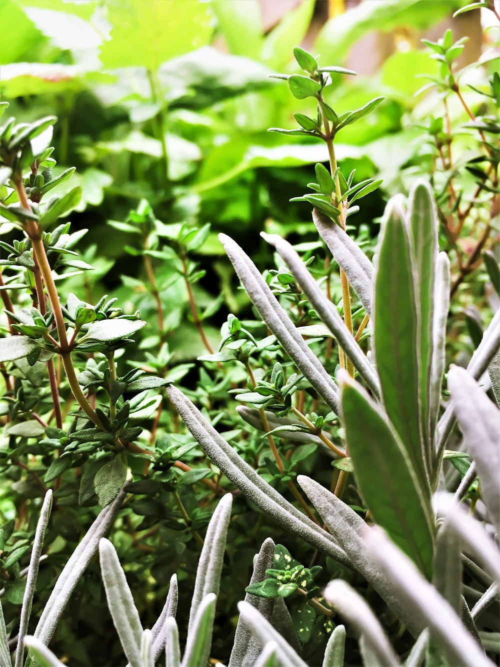 green leafed plant