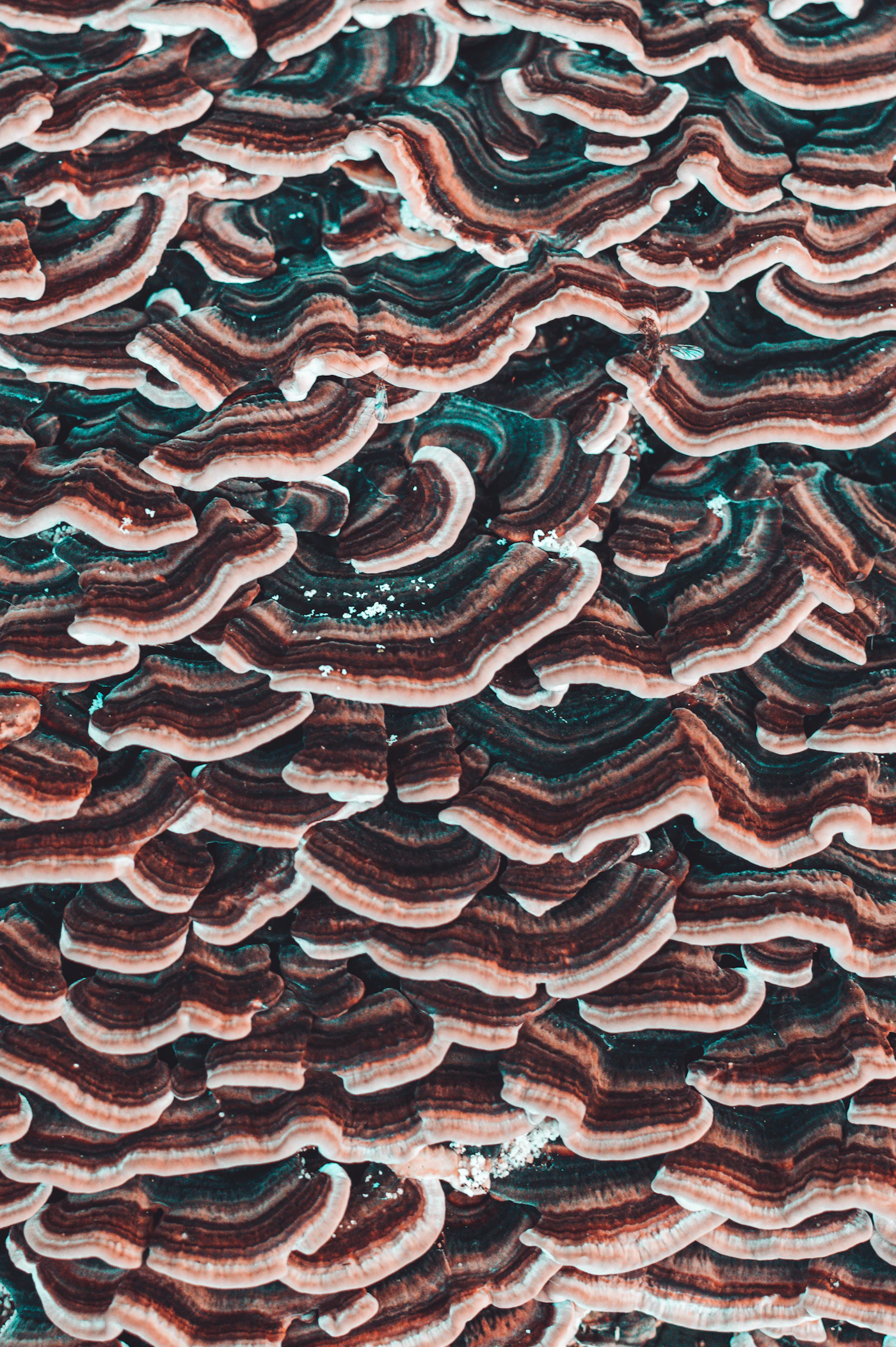 Trametes versicolor
