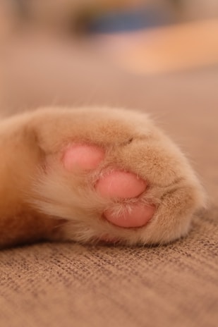 brown and pink paw