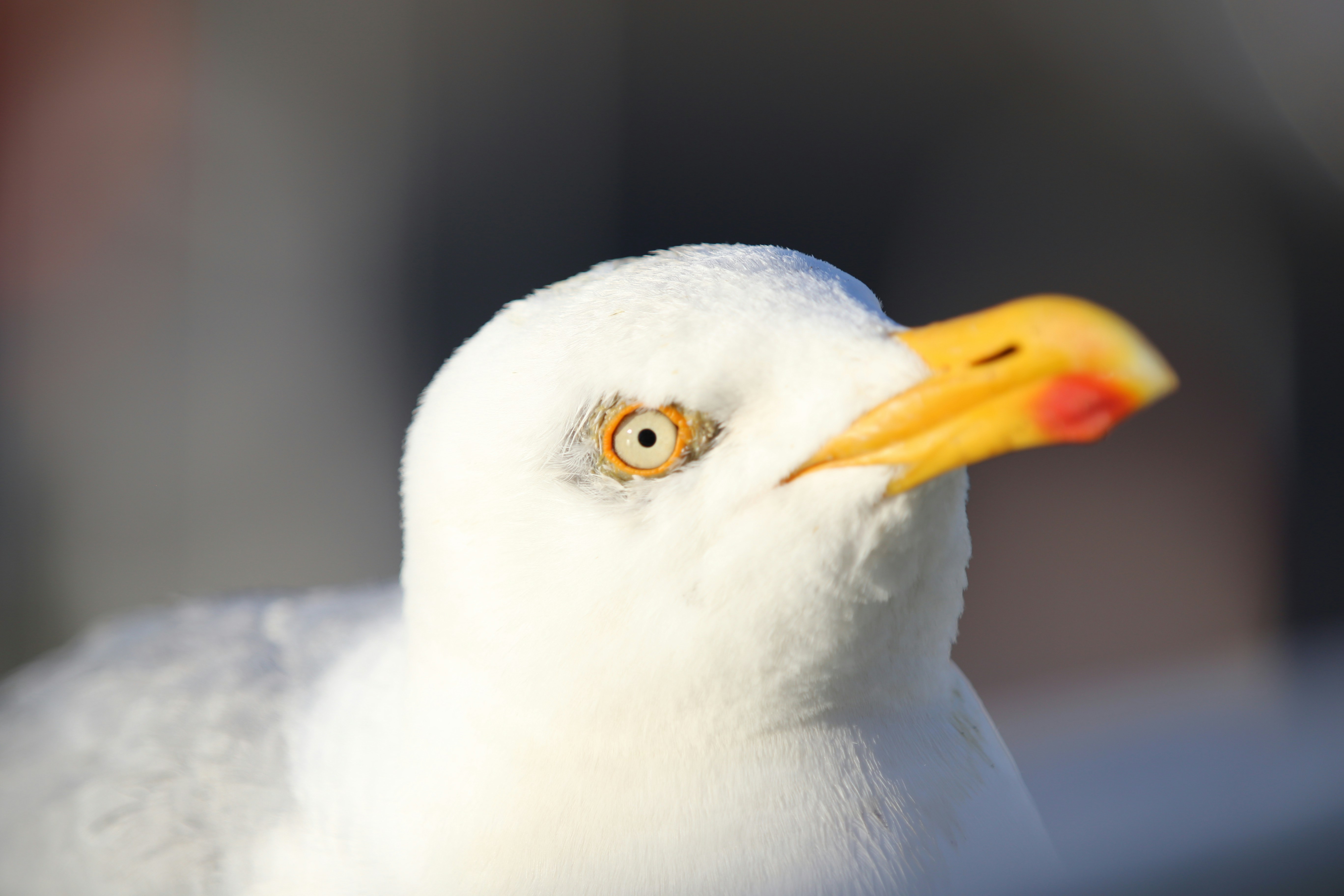 Photo by georgeiermann