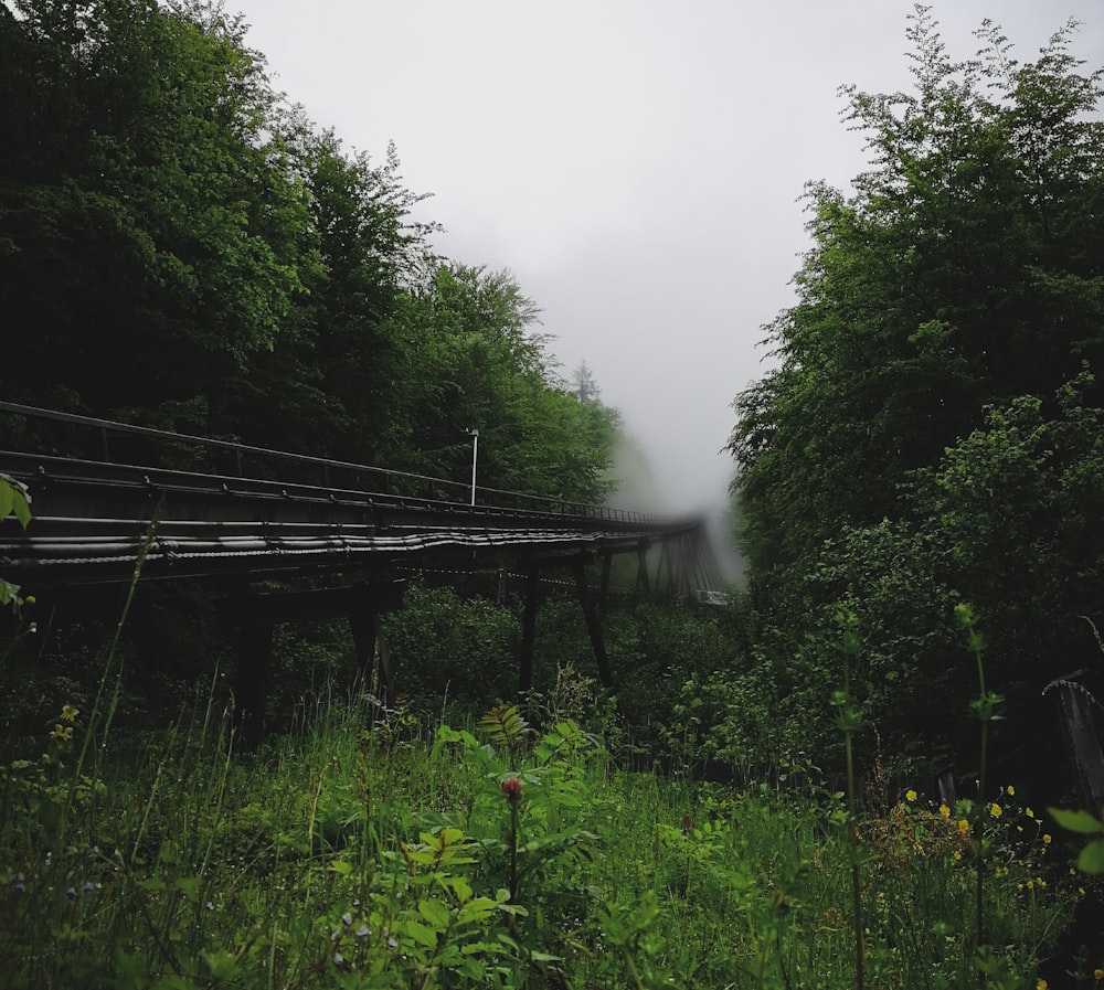 gray wooden bridge near trees at daytime
