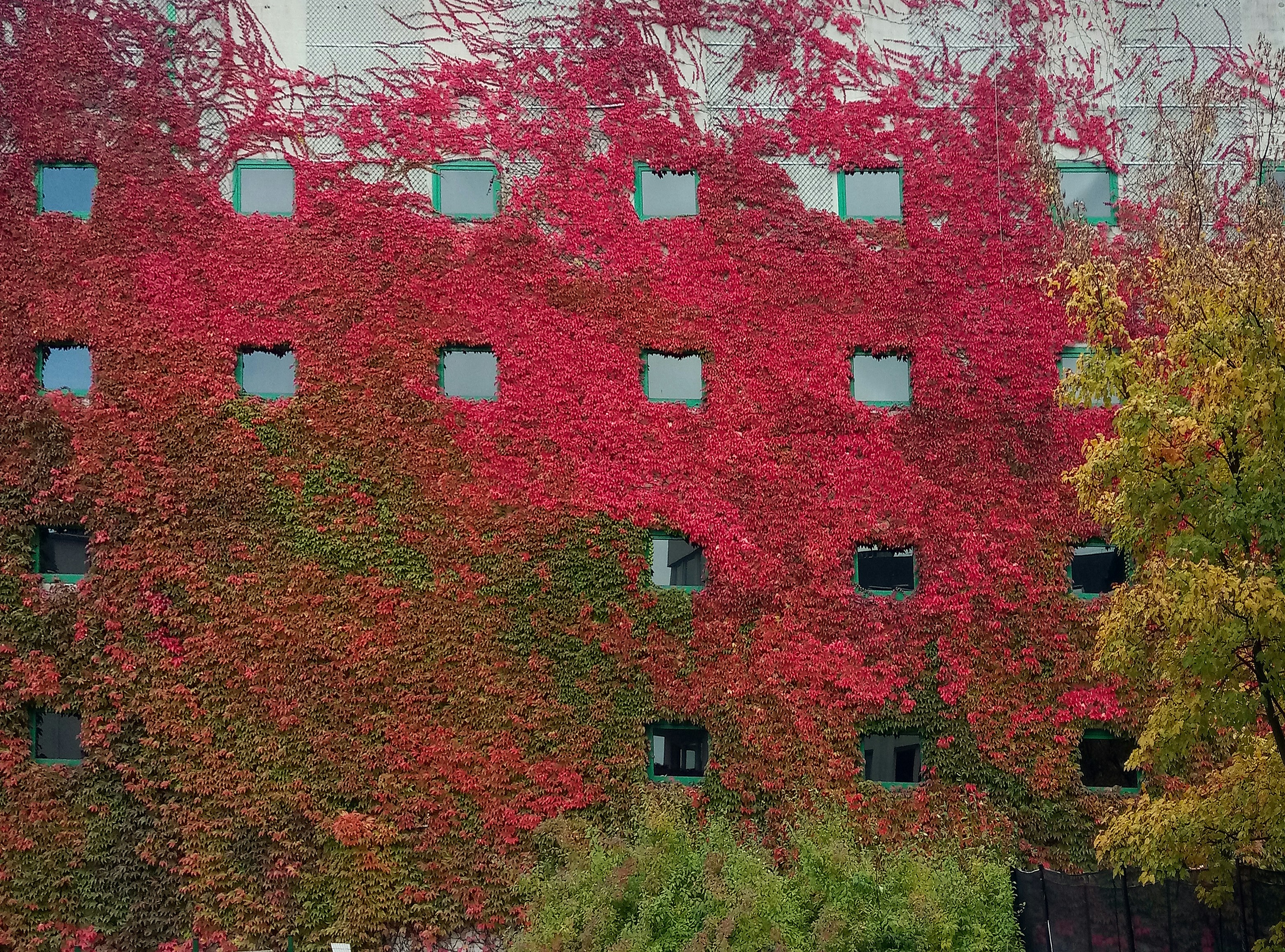 red and green flowers