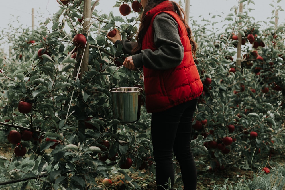 personne cueille des fruits