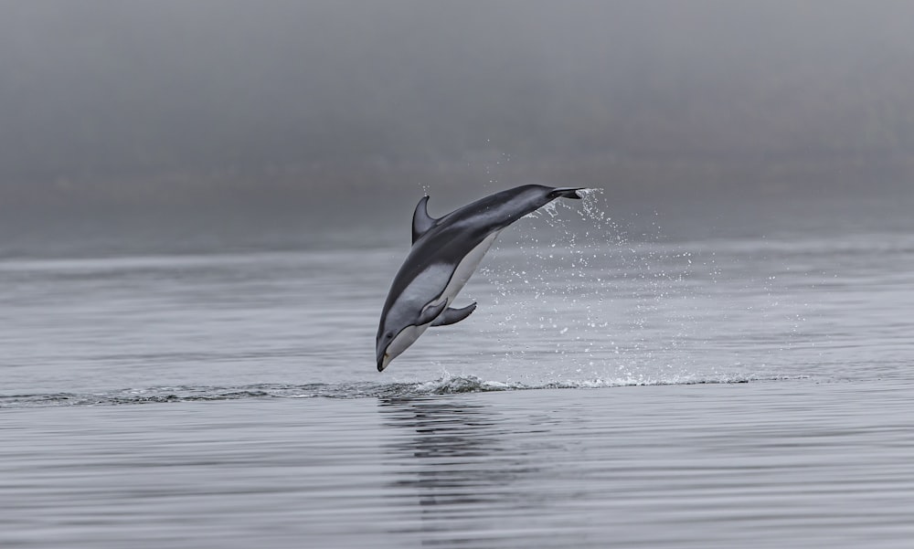 delfino che salta fuori dallo specchio d'acqua