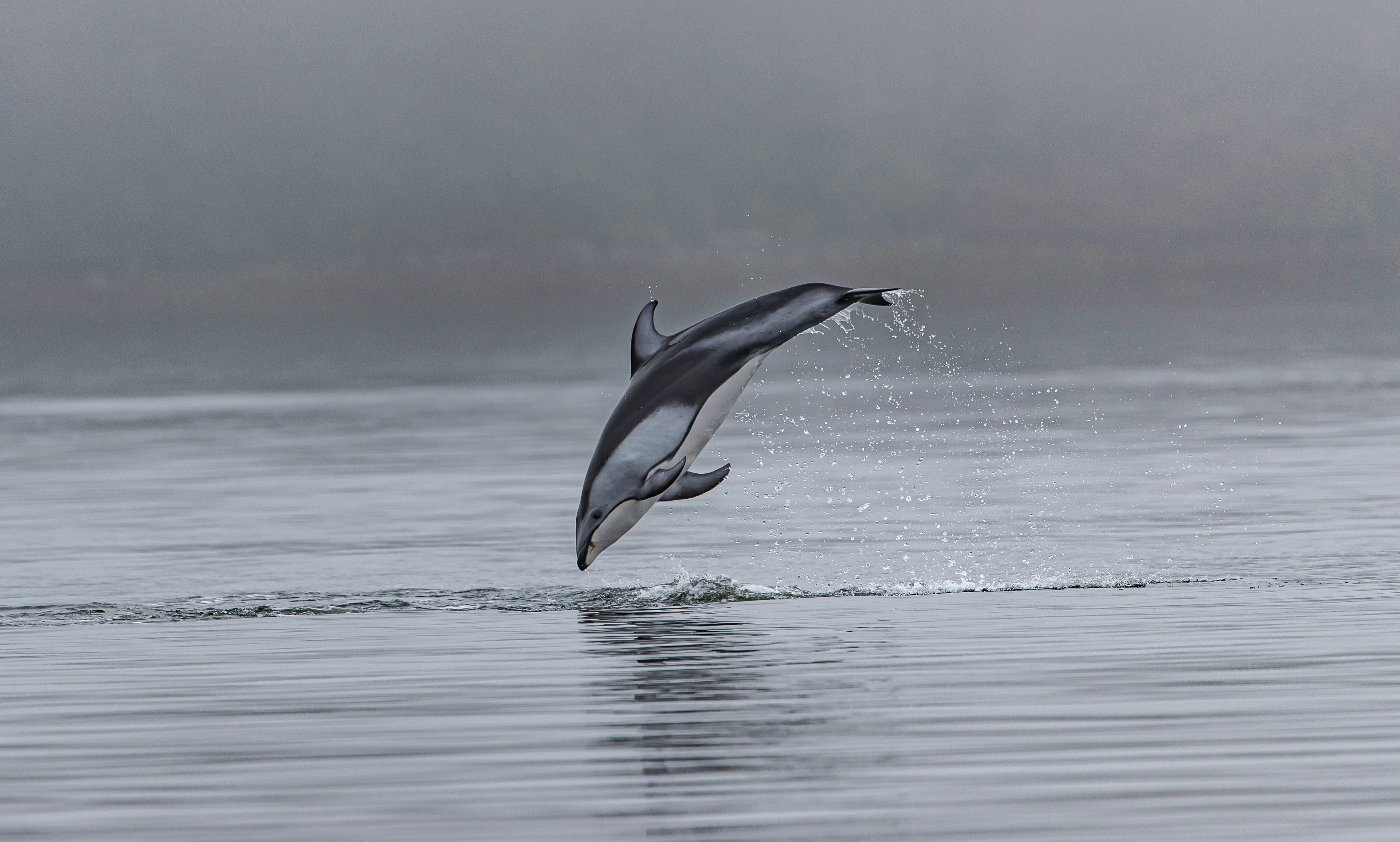 dolphin jumping out of body of water