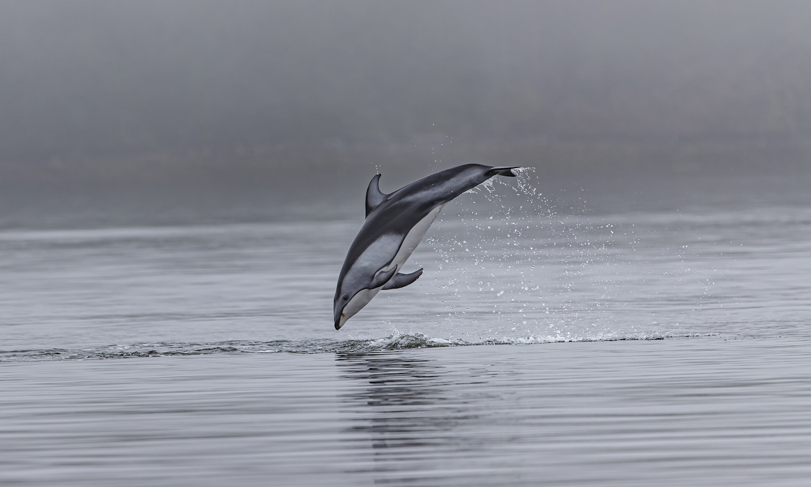 Canon EF 200-400mm F4L IS USM Extender 1.4x sample photo. Dolphin jumping out of photography