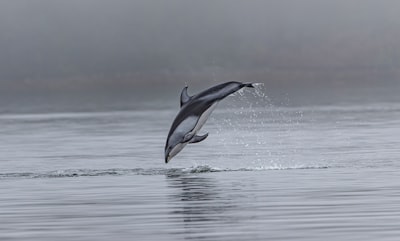 dolphin jumping out of body of water dolphin teams background