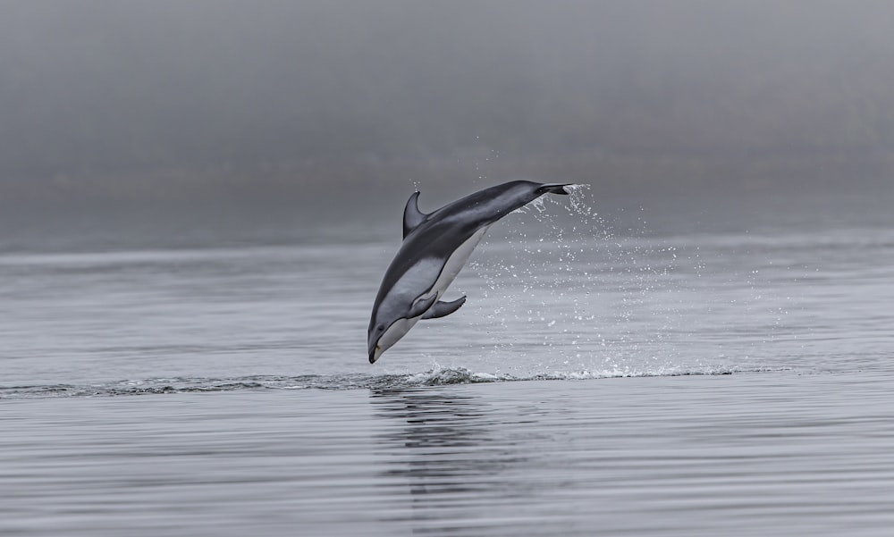 dolphin jumping out of body of water