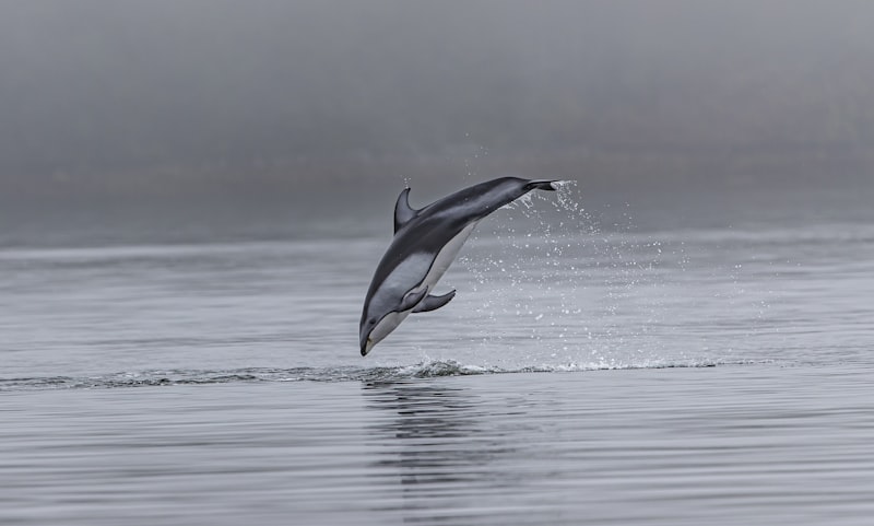 Indian River Lagoon Florida - home to 600+ dolphins