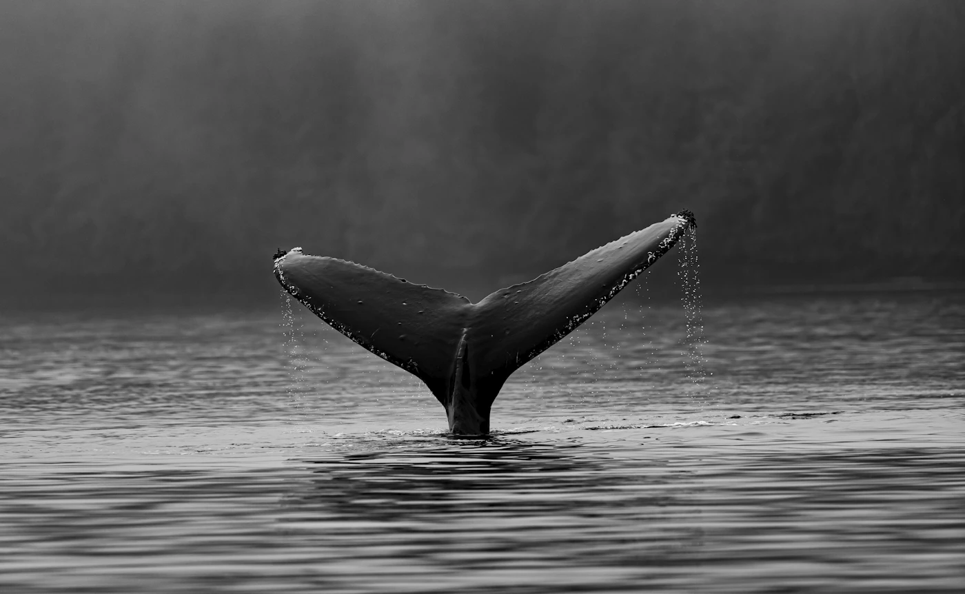 Whale tail rising from the ocean