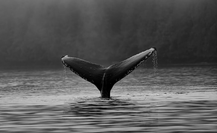 Los Océanos, las Ballenas y el Tiempo