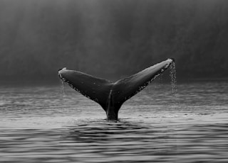 whale's tale on water