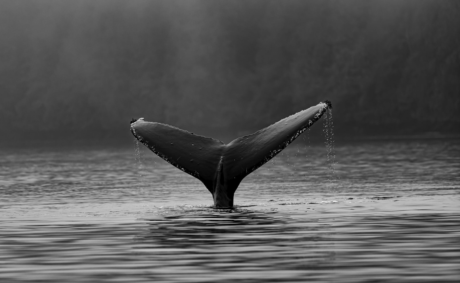 Canon EOS-1D X Mark II + Canon EF 200-400mm F4L IS USM Extender 1.4x sample photo. Whale's tale on water photography