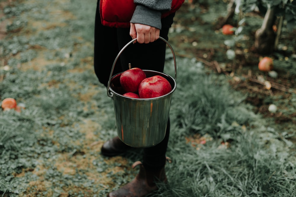 person holding bucket of apple fruits