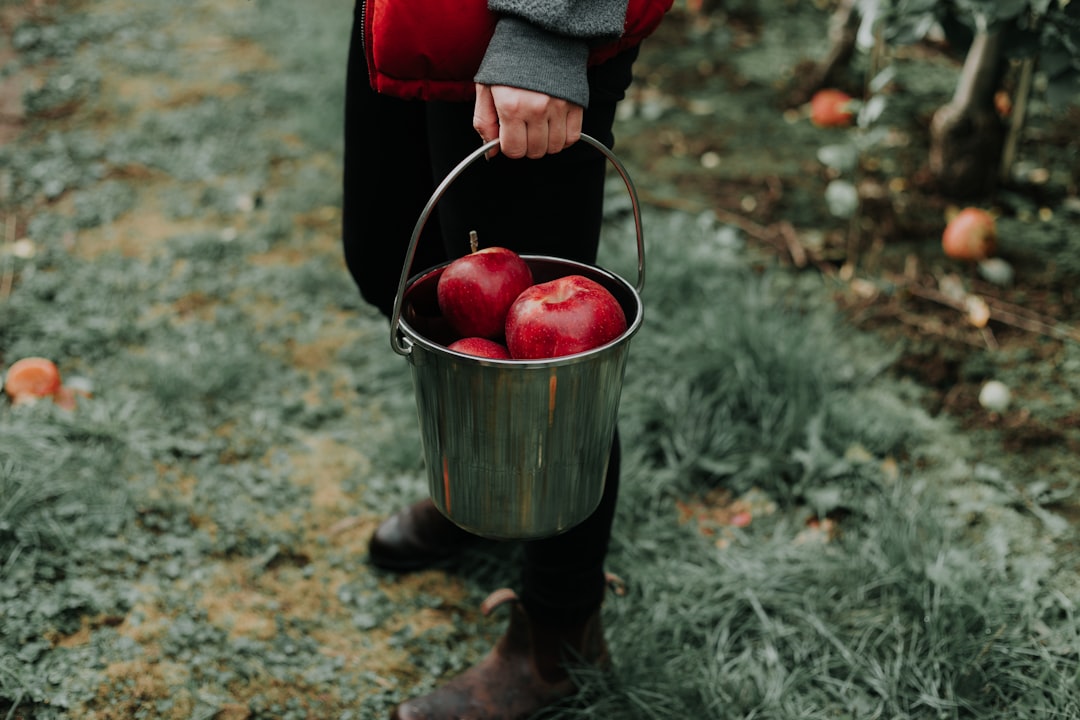person holding bucket of apple fruits, A girl holding a bucket of apples