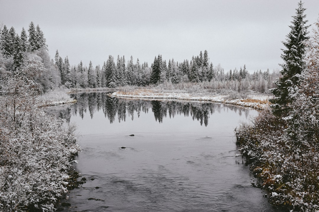 body of water near trees