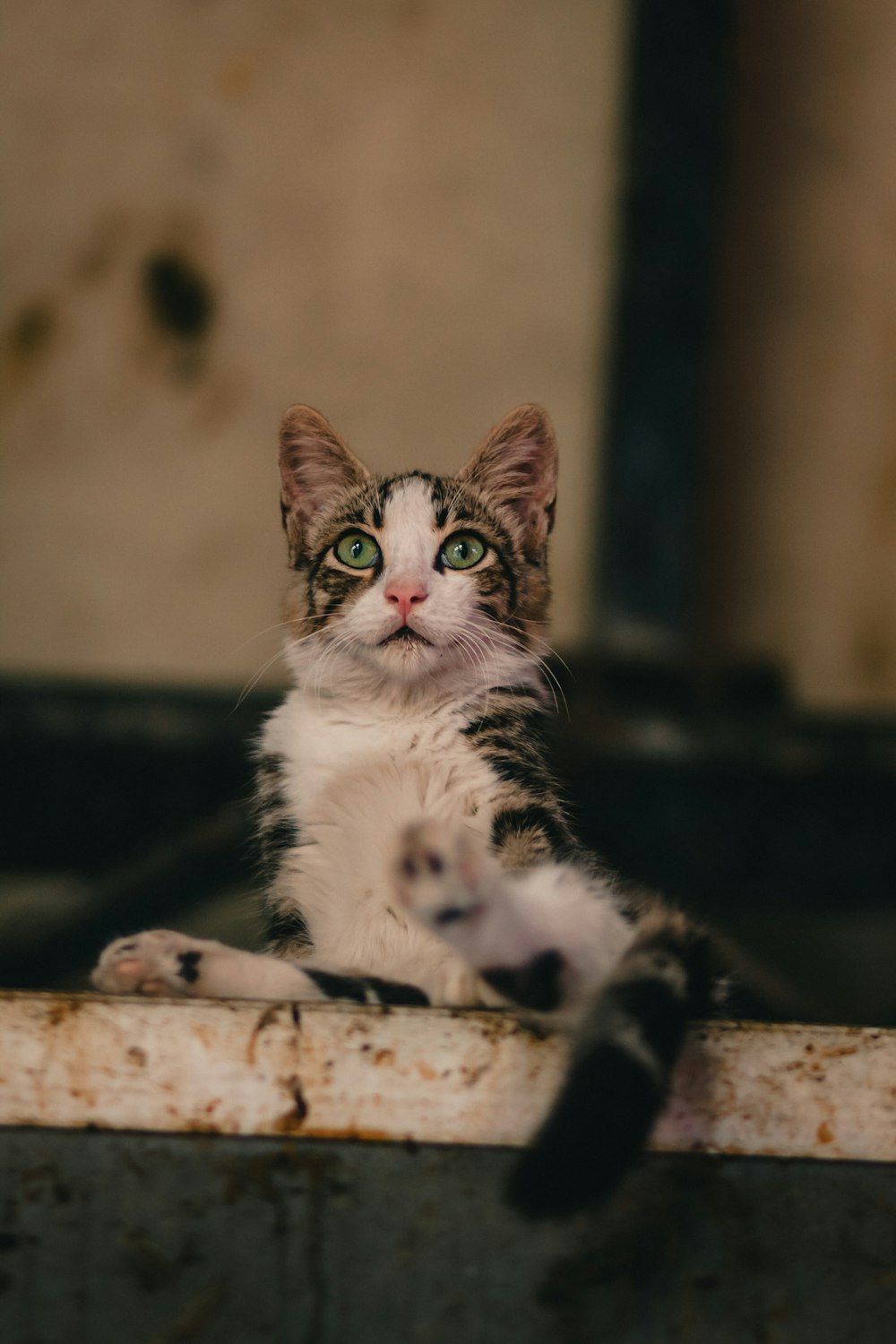 white and brown cat in macro photography