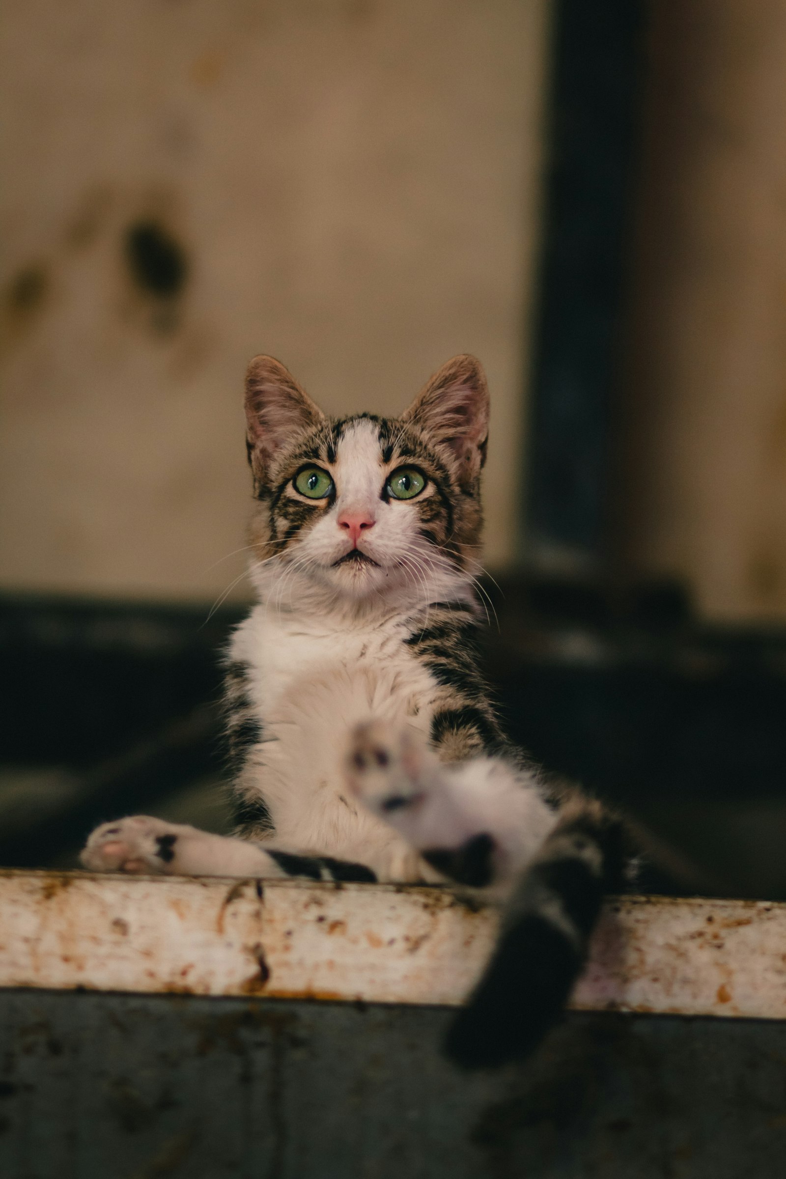 Canon EOS 50D + Canon EF 85mm F1.8 USM sample photo. White and brown cat photography