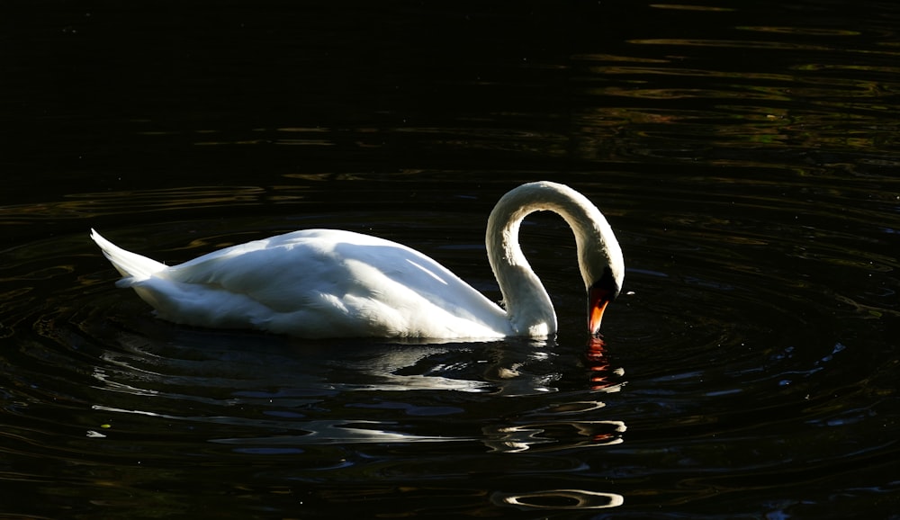 white swan during daytime