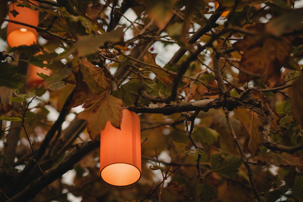 cylindrical brown lamp on tree