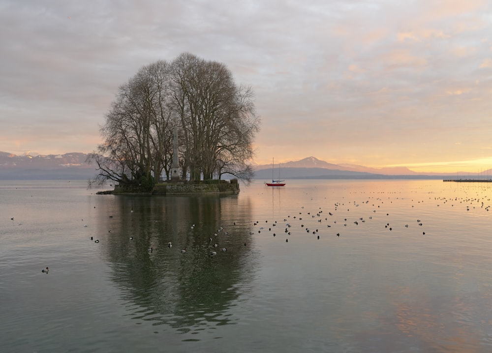 tree on body of water