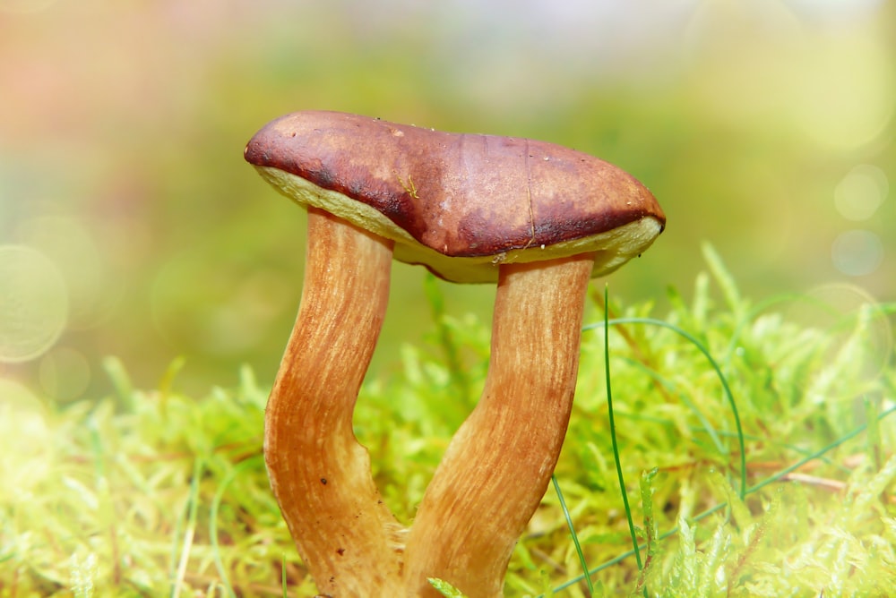 brown mushroom