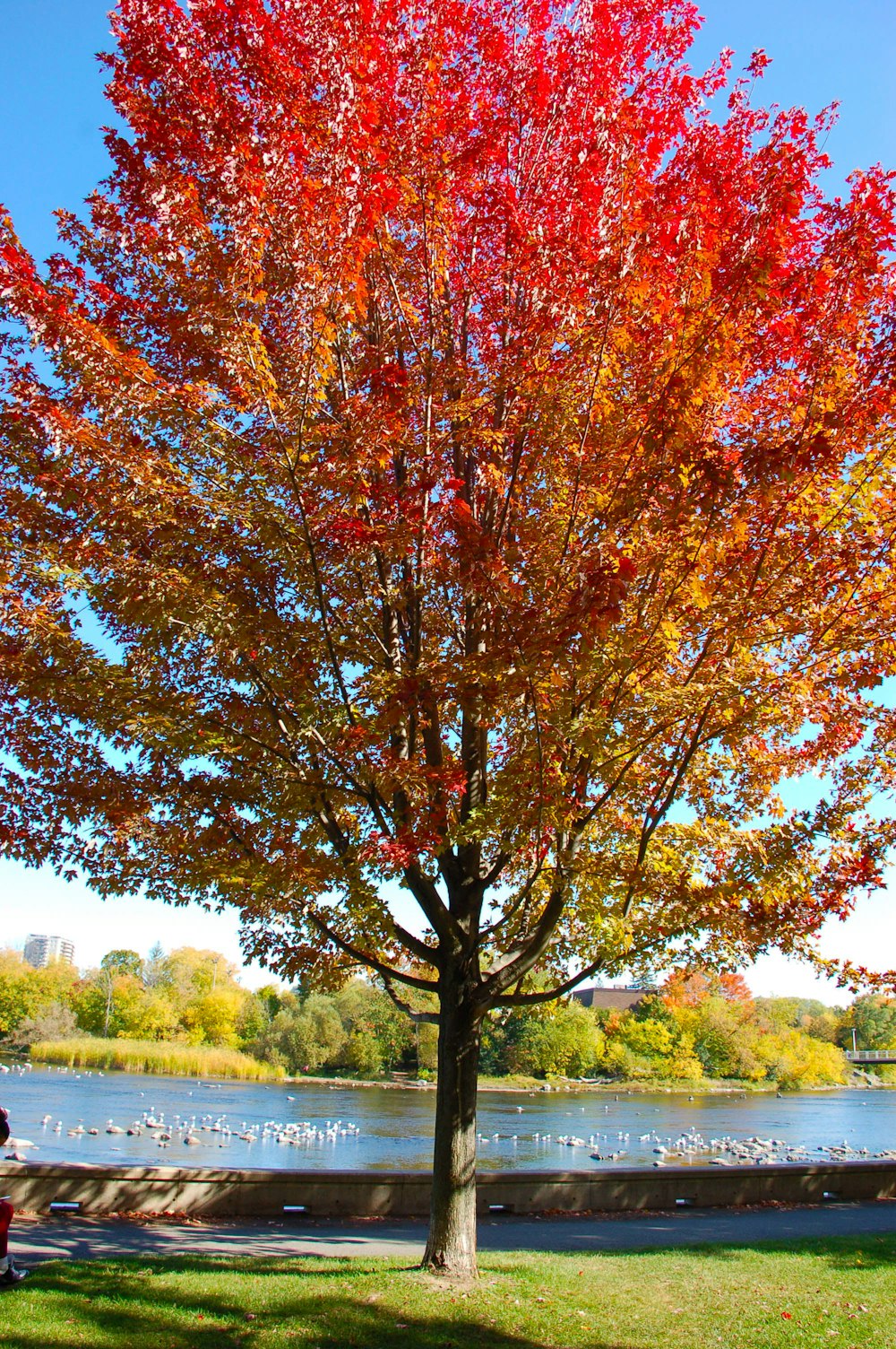 red and brown leafed tree