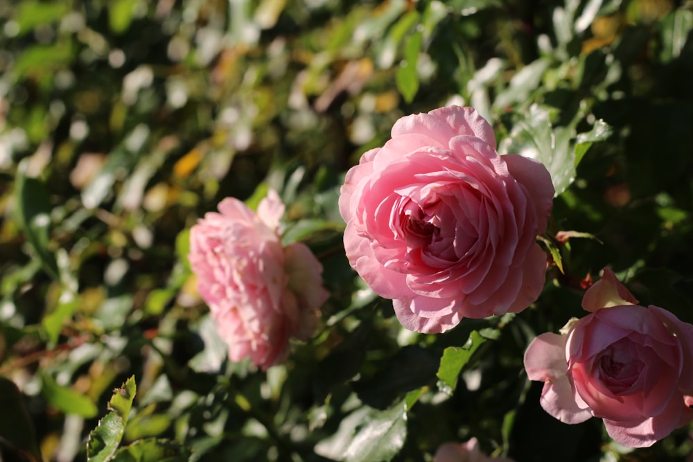 pink petaled flowers during daytime