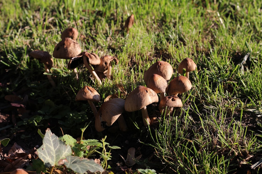 brown mushrooms