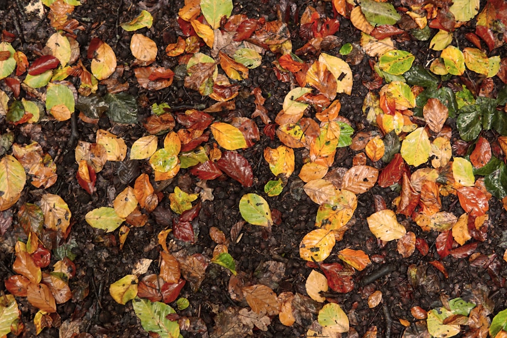 brown and red leaves on ground