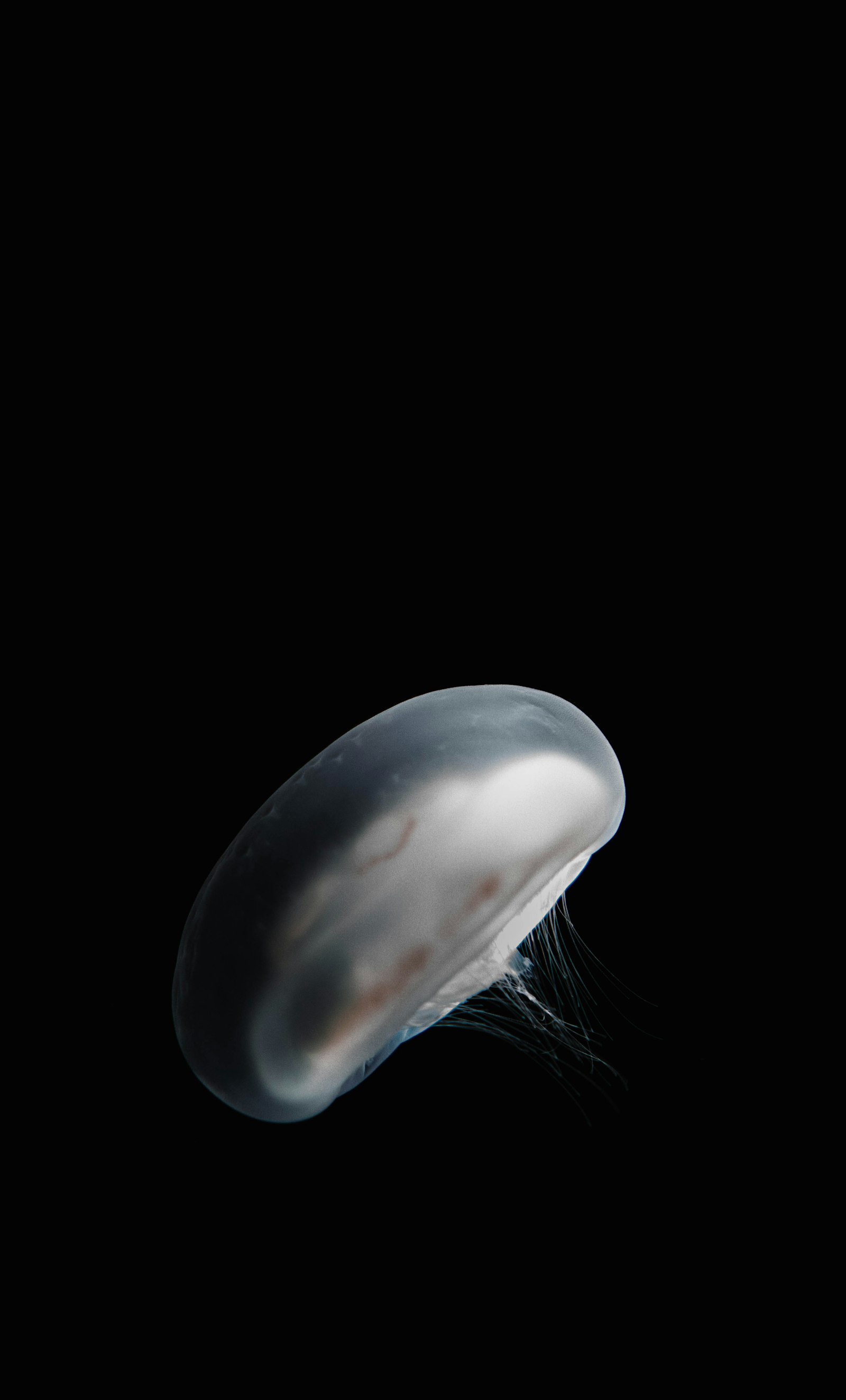 Sony a6000 sample photo. White jellyfish photography