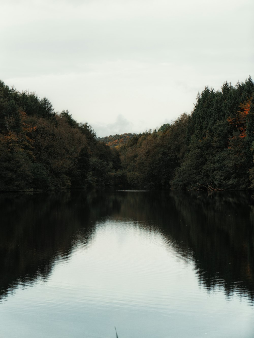 body of water surrounded with trees