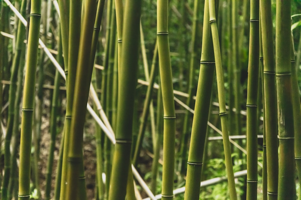bambúes verdes