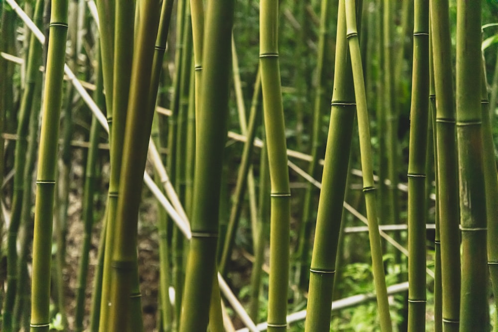 green bamboos