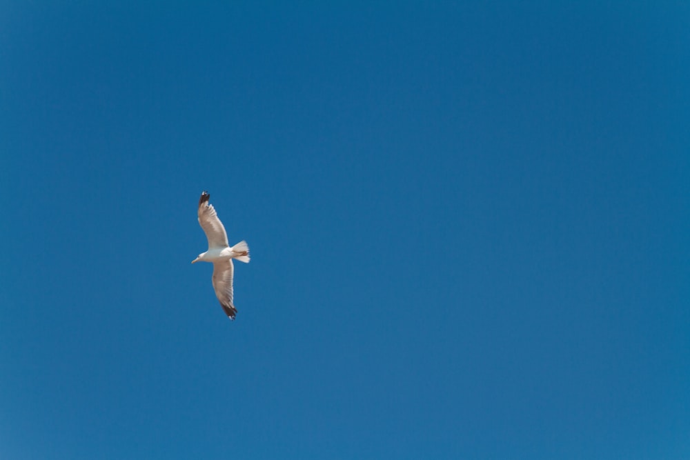white and black bird flying in mid air during day
