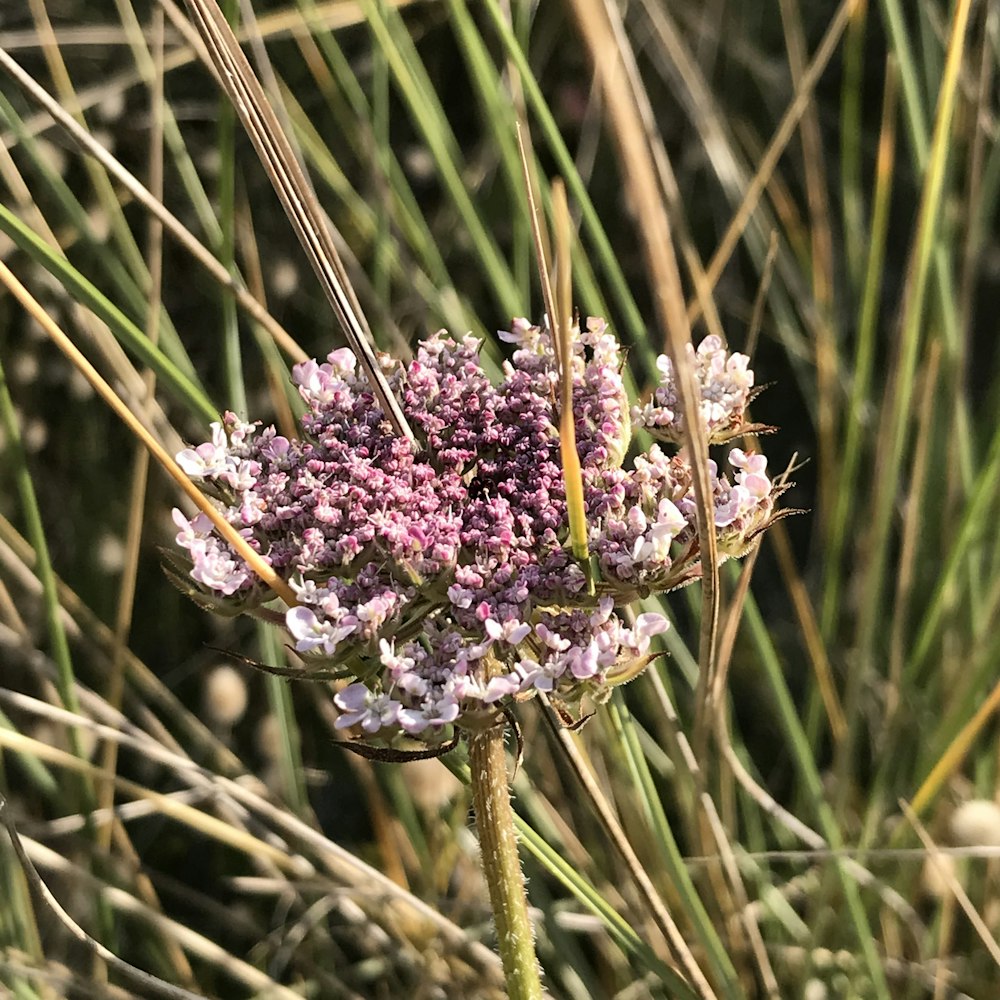 purple flowers during daytime