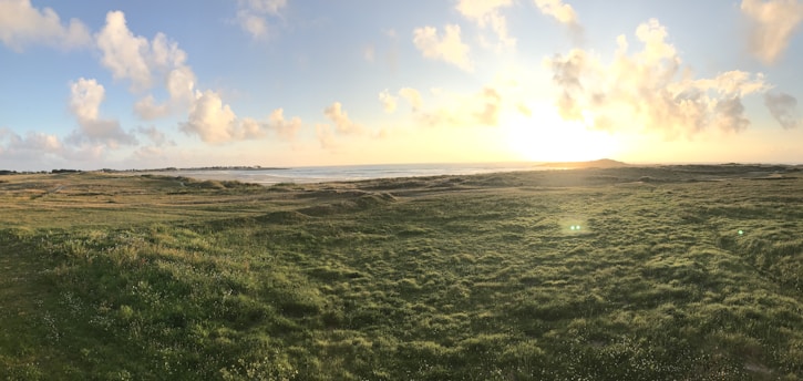 green grass field