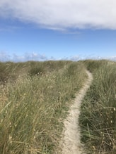 grass field under blue sky