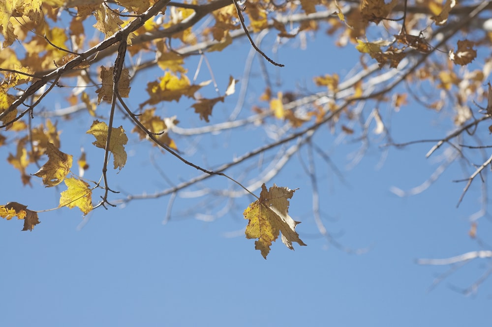 yellow-leafed plant