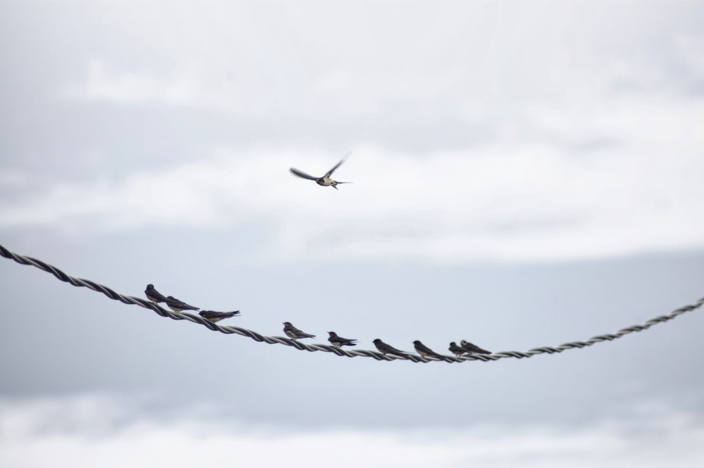 birds perching on a cable