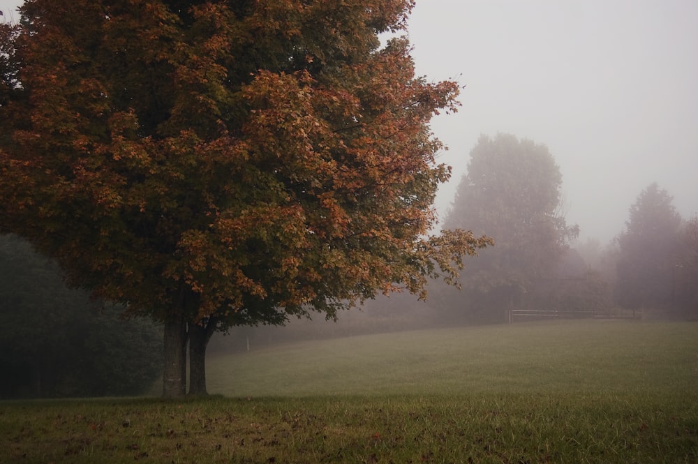 brown leaf tree