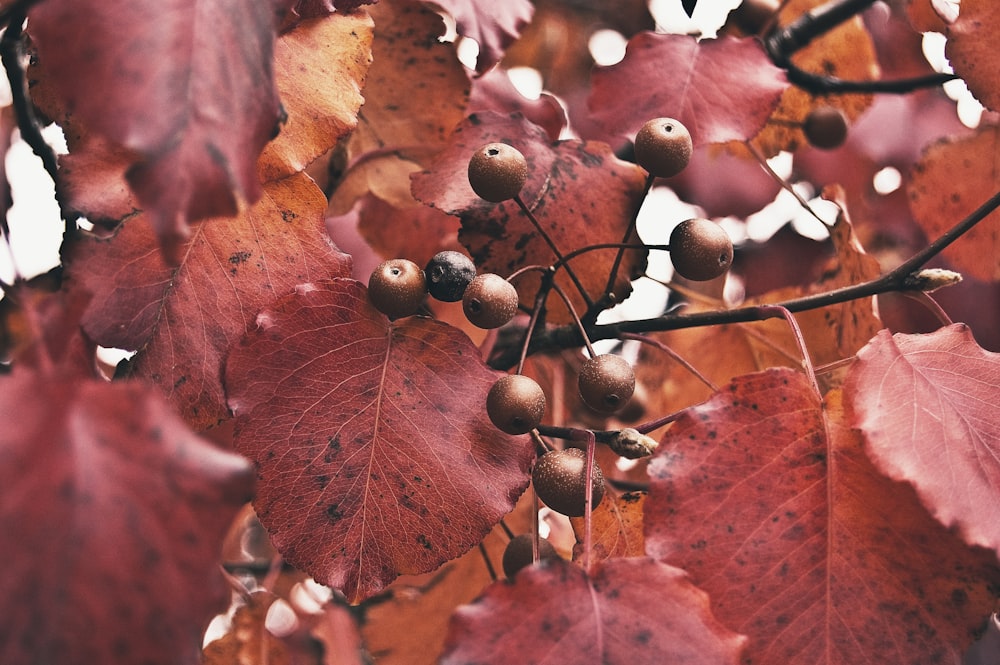 Frutto rotondo rosso con albero a foglia rossa foto ravvicinata