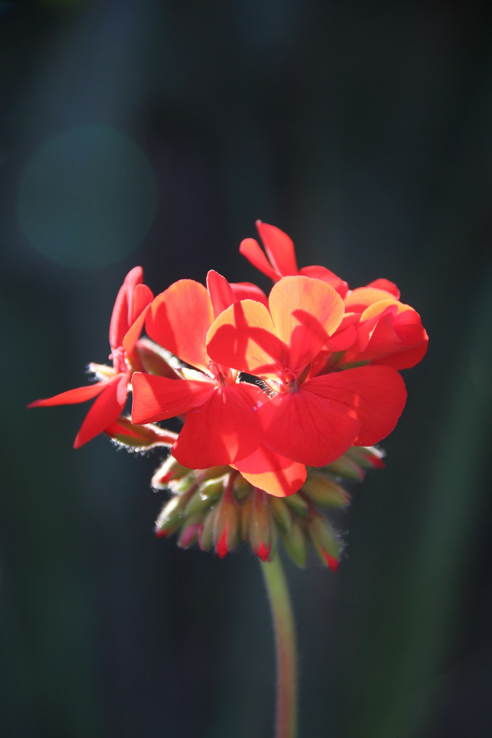 赤い花びらの花