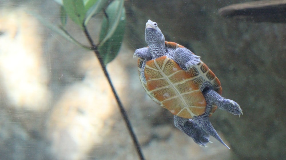 brown turtle
