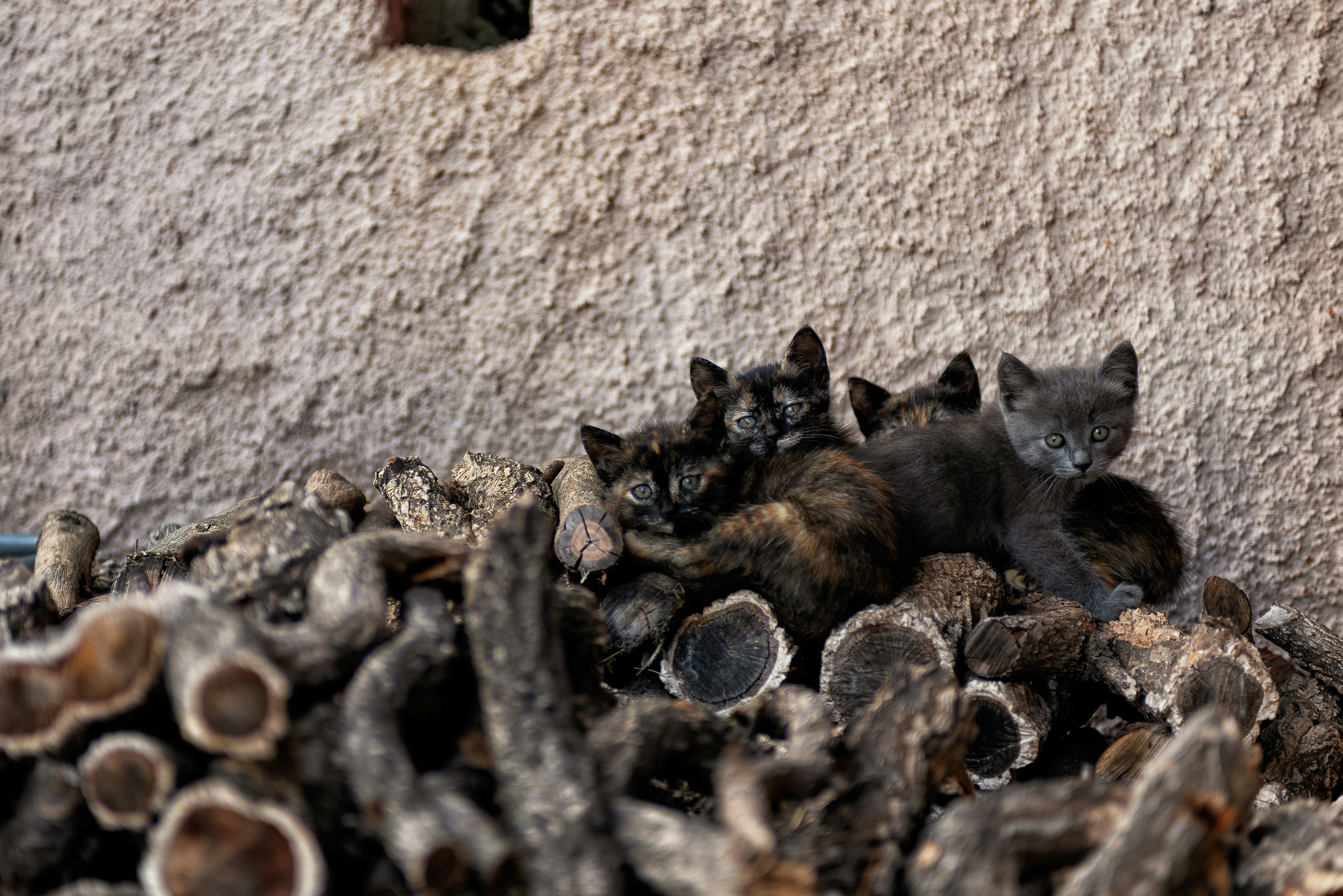 four calico kittens