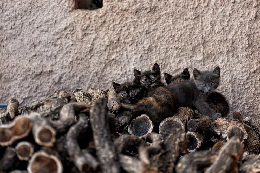 four calico kittens
