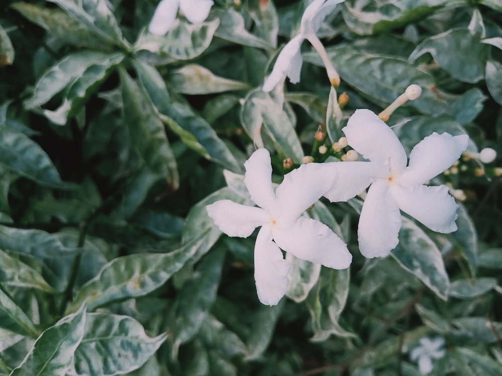 closeup photo of white petaled flower