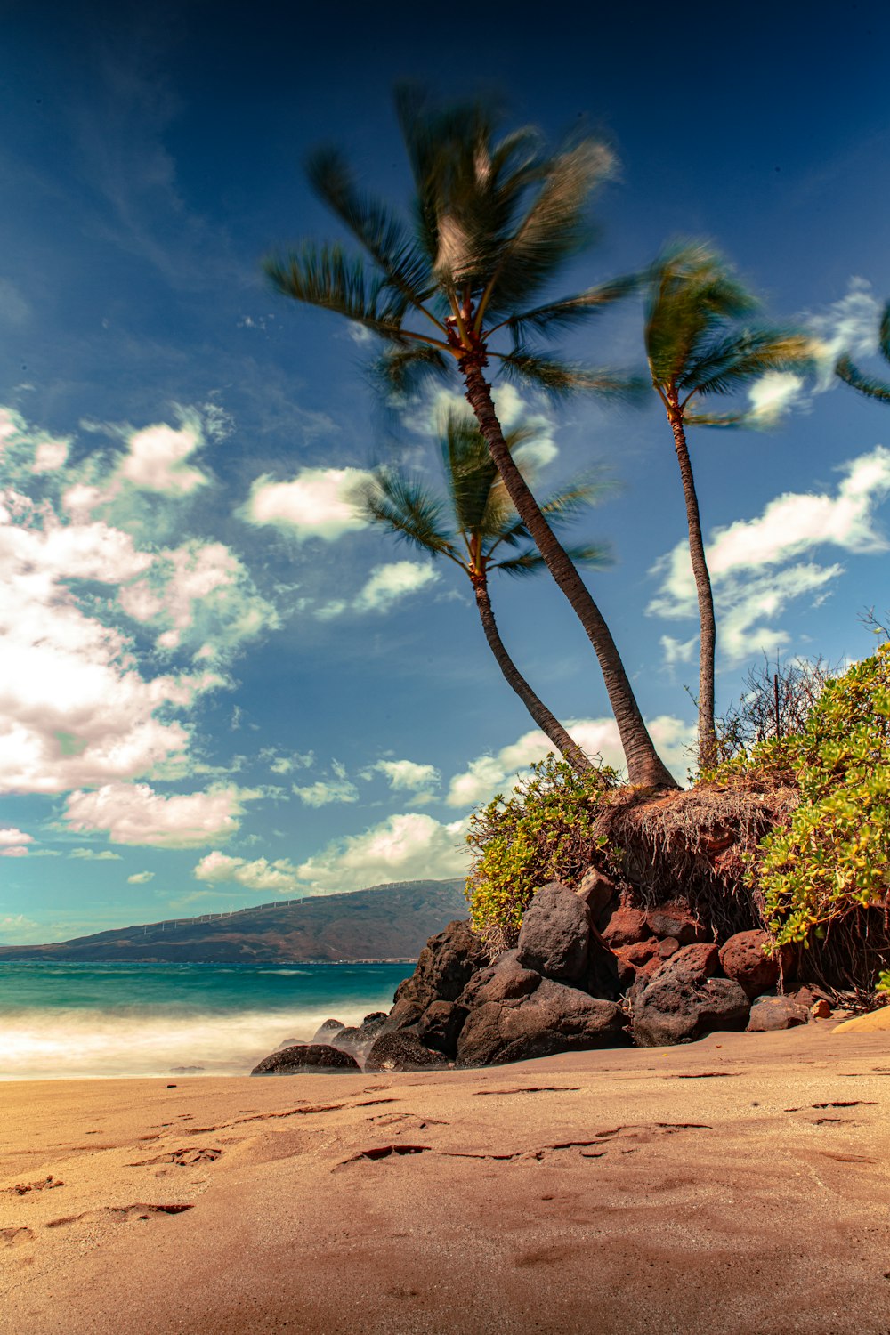 three green coconut trees by the beach